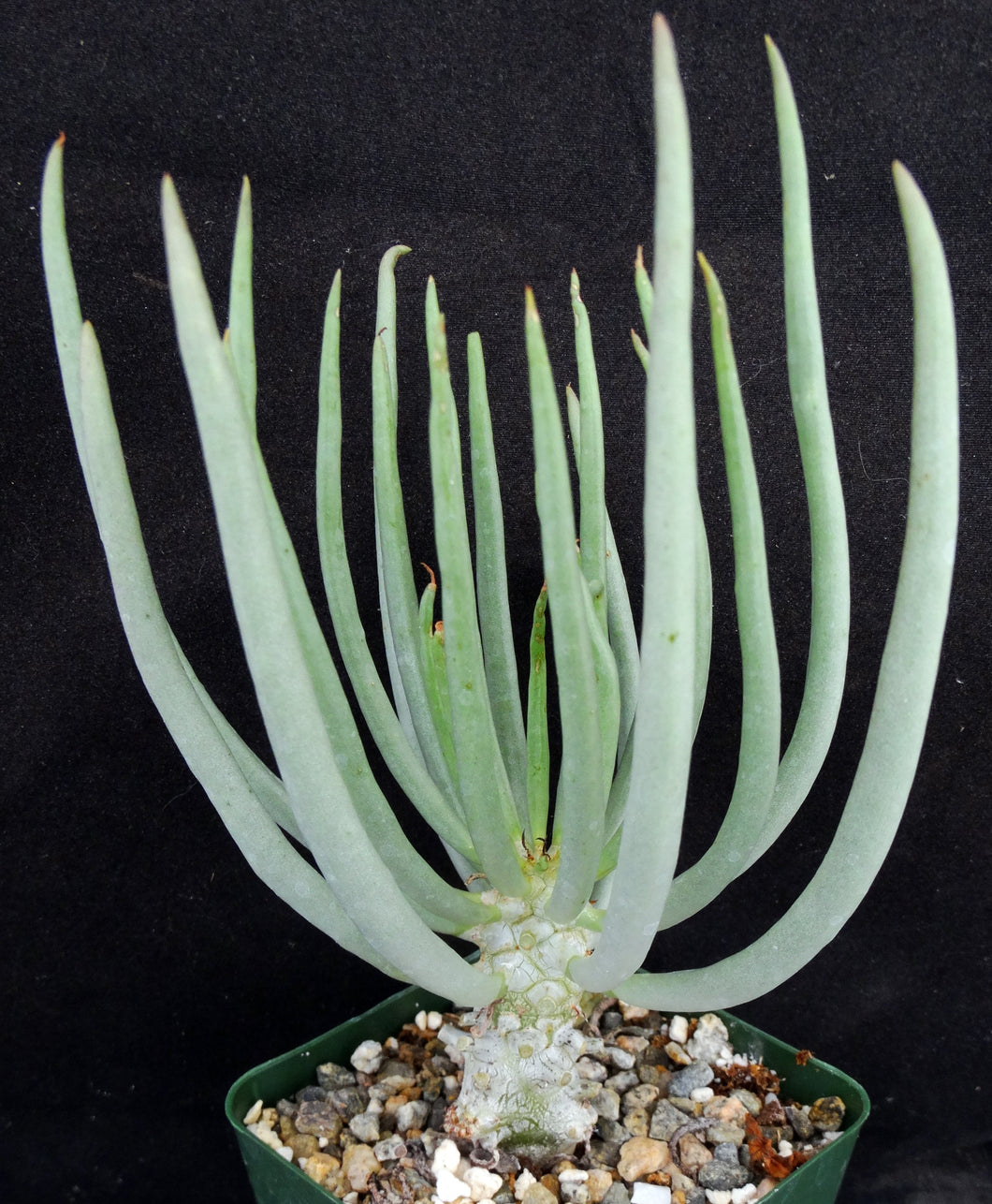 Tylecodon wallichii