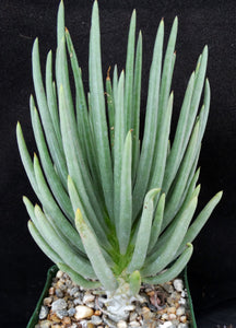 Tylecodon wallichii