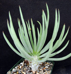 Tylecodon wallichii