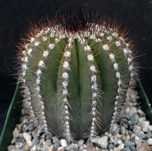 Uebelmannia pectinifera v. multicostata