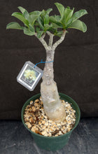 Load image into Gallery viewer, Adenium &#39;Vanilla Gold&#39; Grafted Hybrid
