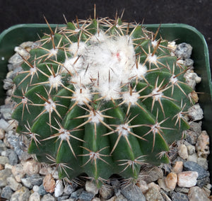 Parodia erinacea (Wigginsia)