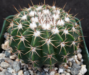 Parodia erinacea (Wigginsia)