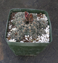 Load image into Gallery viewer, Gymnocalycium bruchii *Pink Spines*
