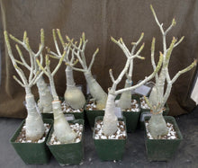 Load image into Gallery viewer, Adenium &#39;Black Border&#39; Grafted Hybrid
