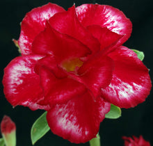 Load image into Gallery viewer, Adenium &#39;Victory&#39; *Big Plants!* Grafted Hybrid (4)
