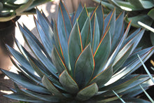 Load image into Gallery viewer, Agave &#39;Blue Glow&#39;
