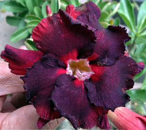 Adenium 'Black Widow' *Big Plants!* Grafted Hybrid (6)