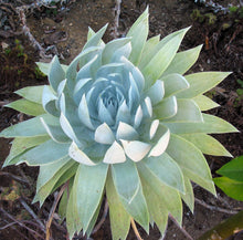 Load image into Gallery viewer, Dudleya brittonii
