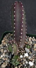 Load image into Gallery viewer, Echinocereus scheeri ssp. gentryi
