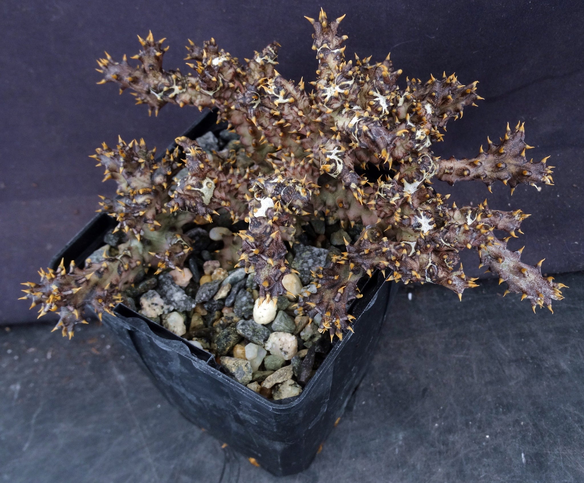 JOSPL Pianta Finta,8pcs Finte Succulente in Vaso da Interno e Esterno JOSPL Pianta Finta,8pcs Finte Succulente in Vaso da Interno e Esterno