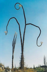 Fouquieria columnaris (Idria)