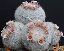 Load image into Gallery viewer, Mammillaria candida *Snowball cactus*

