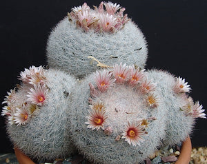 Mammillaria candida *Snowball cactus*