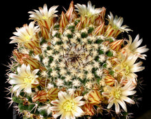 Load image into Gallery viewer, Mammillaria karwinskiana
