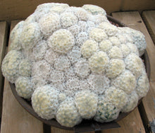 Load image into Gallery viewer, Mammillaria plumosa
