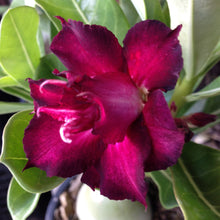 Load image into Gallery viewer, Adenium &#39;Muang Dang&#39; Grafted Hybrid
