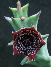Load image into Gallery viewer, Orbea carnosa ssp. keithii
