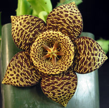 Load image into Gallery viewer, Orbea variegata
