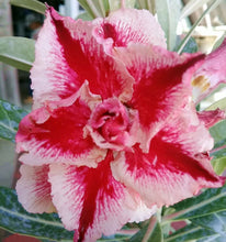 Load image into Gallery viewer, Adenium &#39;Pink Lady&#39; Grafted hybrid (8)

