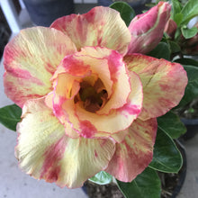 Load image into Gallery viewer, Adenium &#39;Prarod Maree&#39; *Big Plants!* Grafted Hybrid (8A)
