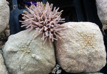Load image into Gallery viewer, Pseudolithos cubiformis
