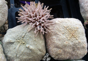 Pseudolithos cubiformis