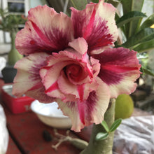 Load image into Gallery viewer, Adenium &#39;Purple Pink Star&#39; Grafted Hybrid
