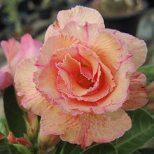 Load image into Gallery viewer, Adenium &#39;Sweet Rosy&#39; Grafted Hybrid
