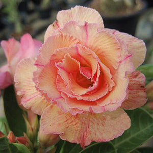 Adenium 'Sweet Rosy' Grafted Hybrid