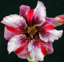 Load image into Gallery viewer, Adenium &#39;Taveesap Purple&#39; *Big Plants!* Grafted Hybrid (25)
