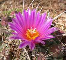 Load image into Gallery viewer, Thelocactus rinconensis
