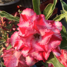 Load image into Gallery viewer, Adenium &#39;Triple Star&#39; *Big Plants!* Grafted Hybrid (20)
