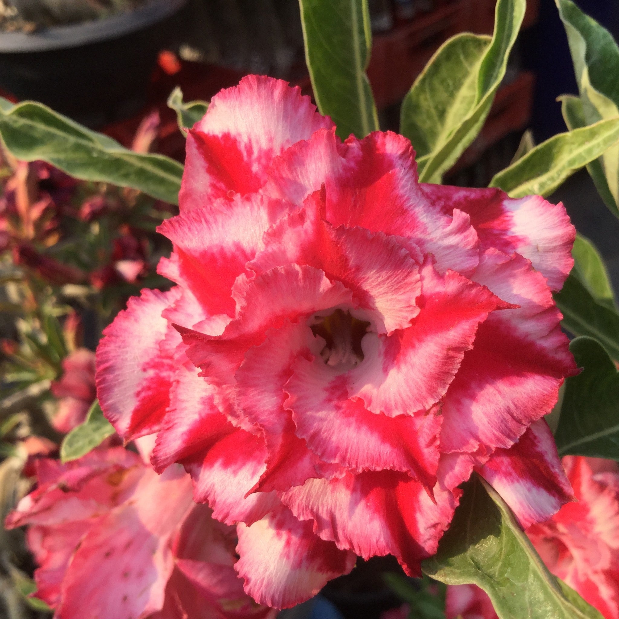 Desert Rose ‘Triple Star’ (Adenium hybrid)