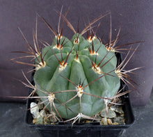 Load image into Gallery viewer, Acanthocalycium hoevenii *Amazing flowers*
