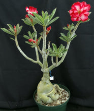 Load image into Gallery viewer, Adenium &#39;Chairai&#39; *Big Plants!* Grafted Hybrid (11)
