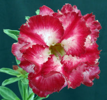 Load image into Gallery viewer, Adenium &#39;Chairai&#39; *Big Plants!* Grafted Hybrid (11)

