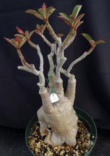 Load image into Gallery viewer, Adenium &#39;Muang Chompu&#39; *Big Plants!* Grafted Hybrid (12A)

