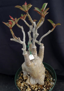 Adenium 'Muang Chompu' *Big Plants!* Grafted Hybrid (12A)
