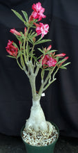 Load image into Gallery viewer, Adenium &#39;Muang Chompu&#39; *Big Plants!* Grafted Hybrid (12B)
