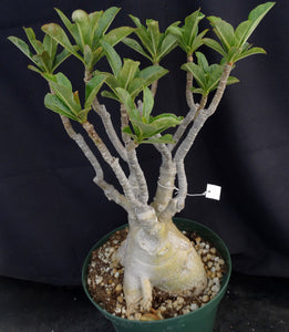 Adenium 'Prarod Maree' *Big Plants!* Grafted Hybrid (8A)