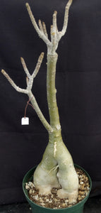 Adenium 'Prarod Maree' *Big Plant!* Grafted Hybrid