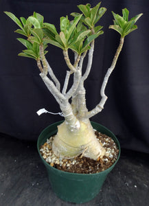 Adenium 'Prarod Maree' *Big Plants!* Grafted Hybrid (8A)
