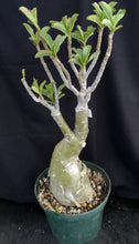 Load image into Gallery viewer, Adenium &#39;Prarod Maree&#39; *Big Plants!* Grafted Hybrid (8B)
