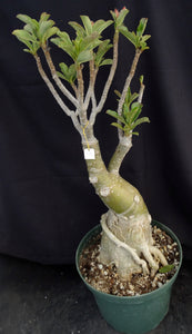 Adenium 'Prarod Maree' *Big Plants!* Grafted Hybrid (8B)