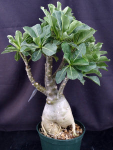 Adenium 'Banana' *Big Plant!* Grafted hybrid