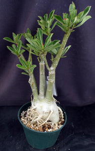 Adenium 'Fishtail' *Big Plants* Grafted Hybrid