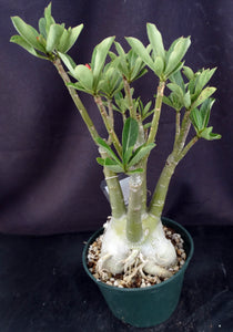 Adenium 'Fishtail' *Big Plants* Grafted Hybrid