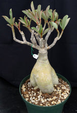Load image into Gallery viewer, Adenium &#39;Golden Star&#39; *Big Plants!* Grafted Hybrid (1)
