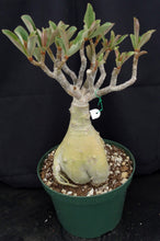 Load image into Gallery viewer, Adenium &#39;Golden Star&#39; *Big Plants!* Grafted Hybrid (1)
